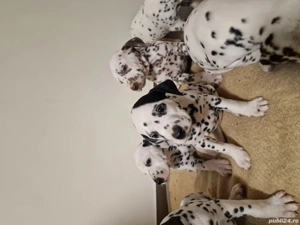 Catelusi Dalmatieni - imagine 3