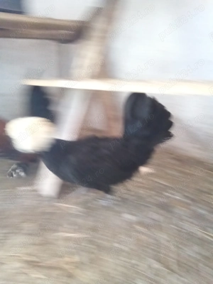 Vând găini mii de flori și moțate olandeze 