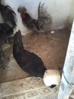 Vând găini mii de flori și moțate olandeze  - imagine 5