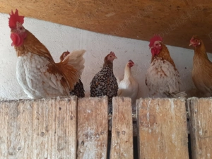 Vând găini mii de flori și moțate olandeze  - imagine 4