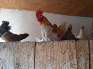 Vând găini mii de flori și moțate olandeze  - imagine 3