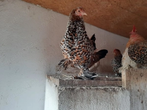 Vând găini mii de flori și moțate olandeze  - imagine 2