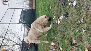 Spre adopție femela metis ciobanesc aproximativ 7-8 luni - imagine 3