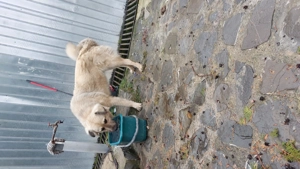 Spre adopție femela metis ciobanesc aproximativ 7-8 luni - imagine 2