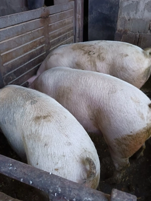 Vând porci  pentru crăciun - imagine 3