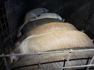 Porci pt sacrificat