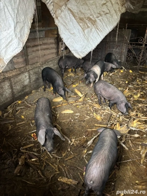 Vand porci de diferite marimi(sau schimb cu vitei) - imagine 2