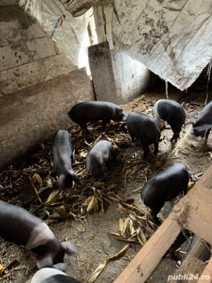 Vand porci de diferite marimi(sau schimb cu vitei) - imagine 3