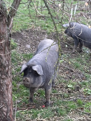 Vand porci de diferite marimi(sau schimb cu vitei) - imagine 4