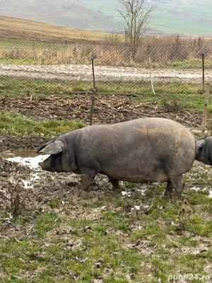 Vand porci de diferite marimi(sau schimb cu vitei) - imagine 5
