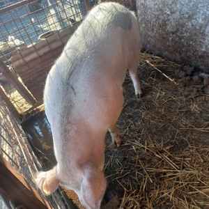 Vand porc  - imagine 2