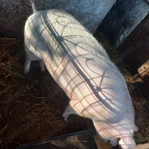 Vand porc  - imagine 3