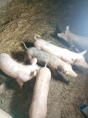 Vând 2 băieți și 3 fete purcei mănâncă foarte bine  și sunt născuți în septembrie