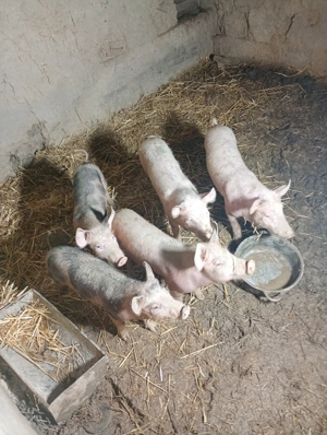 Vând 2 băieți și 3 fete purcei mănâncă foarte bine  și sunt născuți în septembrie - imagine 2