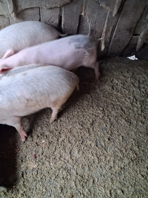 Porcii de vânzare !!! - imagine 4