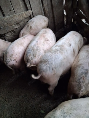 Porcii de vânzare !!! - imagine 2