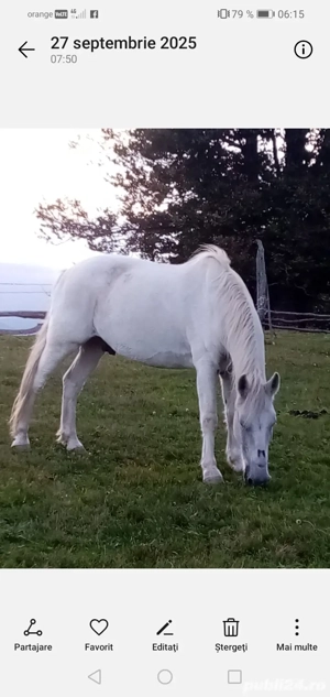 Vind cal ptru abator  - imagine 3