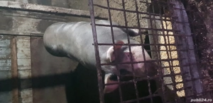 Porc de craciun 170 kg