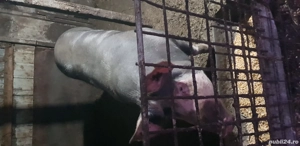 Porc de craciun 170 kg - imagine 3