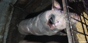 Porc de craciun 170 kg - imagine 2