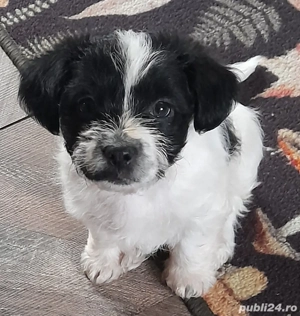 Vând cățel talie mică  - imagine 2