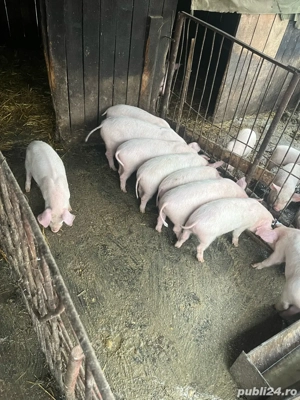 purcei de vanzare 