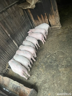 purcei de vanzare  - imagine 5