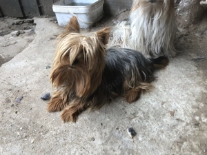 yorkshire terrier mini toy - imagine 3