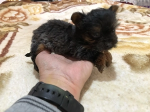 yorkshire terrier mini toy - imagine 2