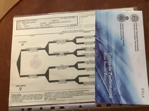 yorkshire terrier mini toy - imagine 4