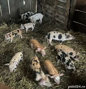 Purcei de vanzare - imagine 2