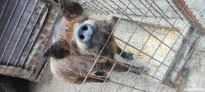 Disponibil  - imagine 2