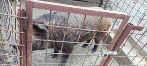 Disponibil  - imagine 3