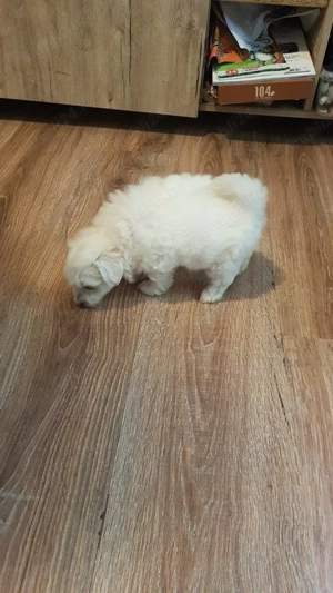 Fetiță alba bichon maltez - imagine 2