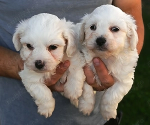 Bichon maltez talie mica 