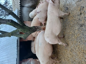 Porci mari rasa de carne diferite greutati