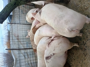 Porci mari rasa de carne diferite greutati - imagine 2