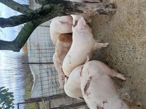 Porci mari rasa de carne diferite greutati - imagine 3