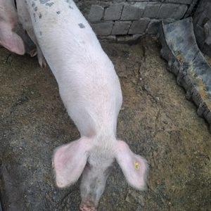 Vand purcea 130-140 kg  16 lei kg 