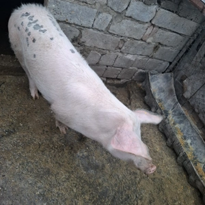 Vand purcea 130-140 kg  16 lei kg  - imagine 2