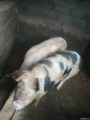 Vand 3 porci la 120-140 kg - imagine 4