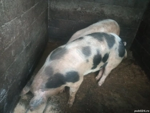 Vand 3 porci la 120-140 kg - imagine 2