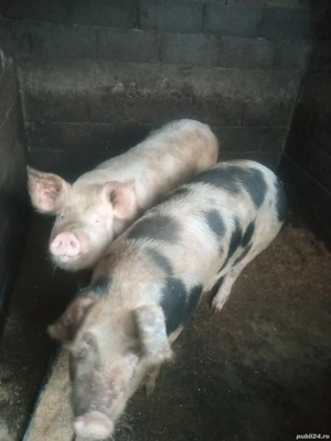 Vand 5 porci la 100-120 kg