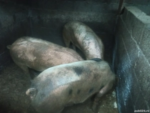 Vand 3 porci la 120-140 kg - imagine 3