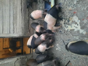 Porci Bazna și Duroc - imagine 5