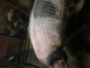 Porci Bazna și Duroc - imagine 2