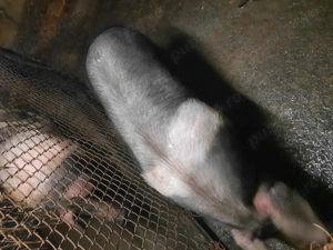 Porci Bazna și Duroc - imagine 3