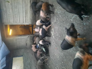 Porci Bazna și Duroc - imagine 4