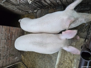 Vand 6 porci intre 150 160 kg - imagine 3