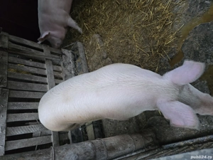 Vand 6 porci intre 150 160 kg - imagine 4